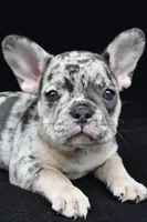 ziggy, a female French Bulldog for sale in Millersburg, OH – 7 of 8