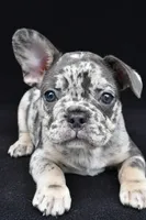 duke, a male French Bulldog for sale in Millersburg, OH – 3 of 10
