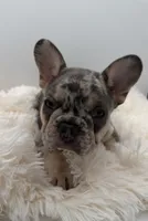 maverick- genetic clear, a male French Bulldog for sale in Millersburg, OH – 3 of 4