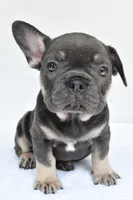 rocco, a male French Bulldog for sale in Millersburg, OH – 5 of 6