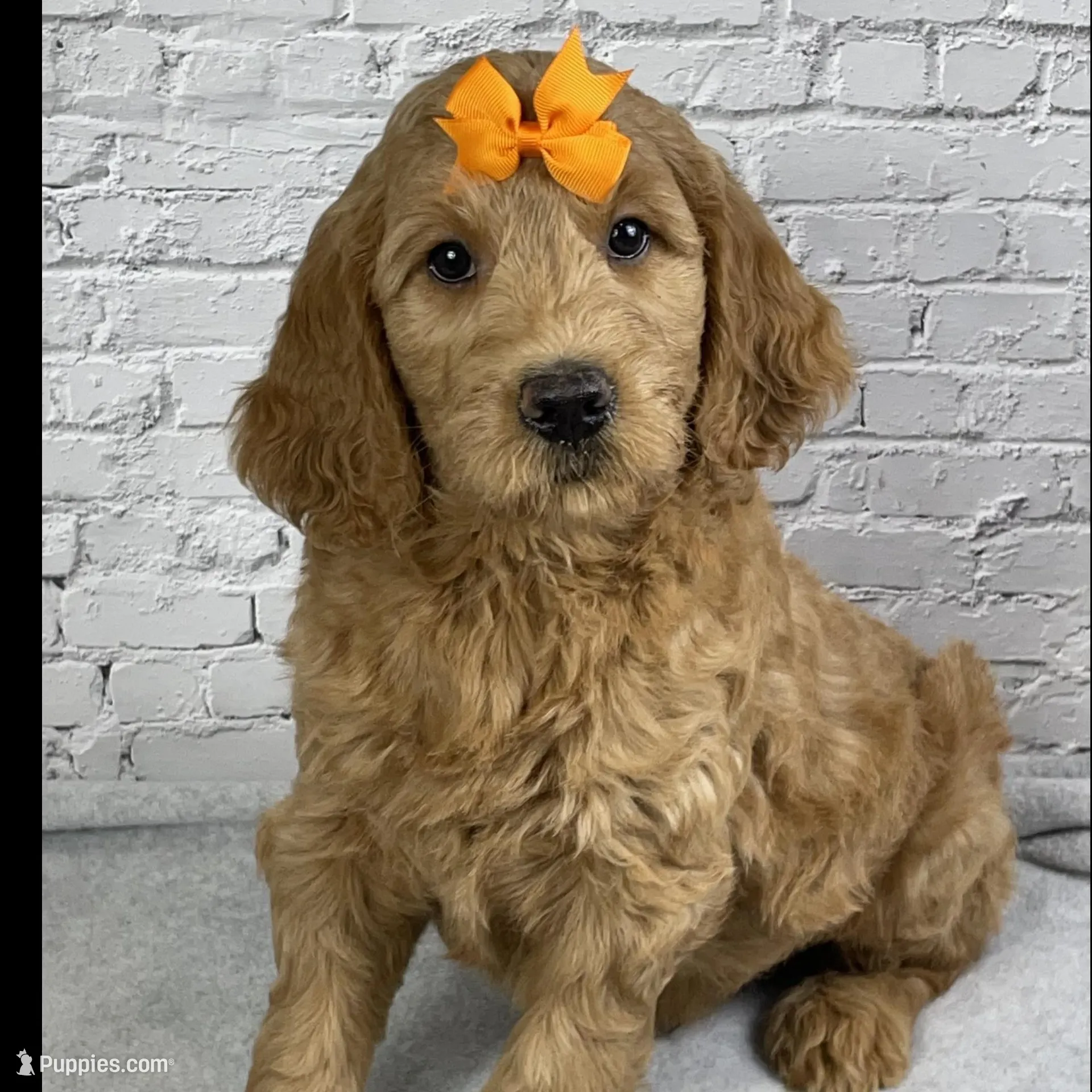 Buddy, a male Goldendoodle for sale in Millersburg, OH – Photo 2 of 3