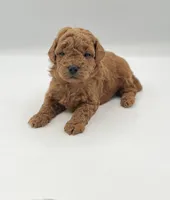 Beau, a male Miniature Goldendoodle for sale in Millersburg, OH – 3 of 3