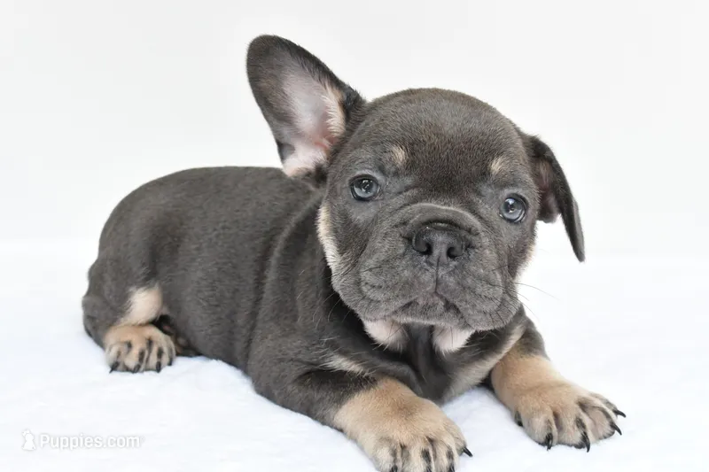 rocco – French Bulldog puppy for sale in Millersburg, OH