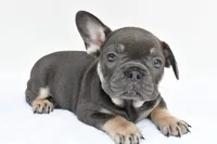rocco, a male French Bulldog for sale in Millersburg, OH – 1 of 6