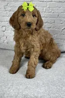 Theo, a male Goldendoodle for sale in Millersburg, OH – Photo 3 of 3