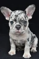 ziggy, a female French Bulldog for sale in Millersburg, OH – 4 of 8