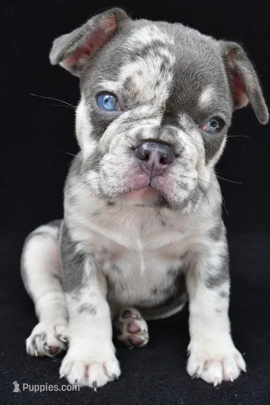 kya – French Bulldog puppy for sale in Millersburg, OH