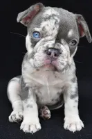 kya, a female French Bulldog for sale in Millersburg, OH – 1 of 8