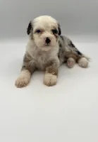 Fern, a female Miniature Bernedoodle for sale in Millersburg, OH – 4 of 5