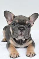 simone, a male French Bulldog for sale in Millersburg, OH – 5 of 7