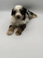 Pluto, a male Miniature Bernedoodle for sale in Millersburg, OH – 5 of 5