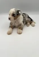 Fern, a female Miniature Bernedoodle for sale in Millersburg, OH – 3 of 5