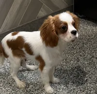 simon, a male Cavalier King Charles Spaniel for sale in Millersburg, OH – 4 of 5