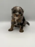 Bodie, a male Miniature Bernedoodle for sale in Millersburg, OH – 3 of 4