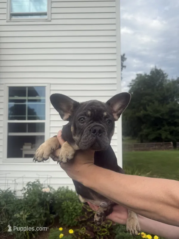 rocco – French Bulldog puppy for sale in Millersburg, OH