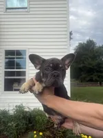 rocco, a male French Bulldog for sale in Millersburg, OH – 1 of 9