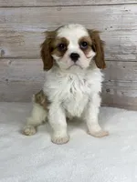 simon, a male Cavalier King Charles Spaniel for sale in Millersburg, OH – Photo 3 of 4