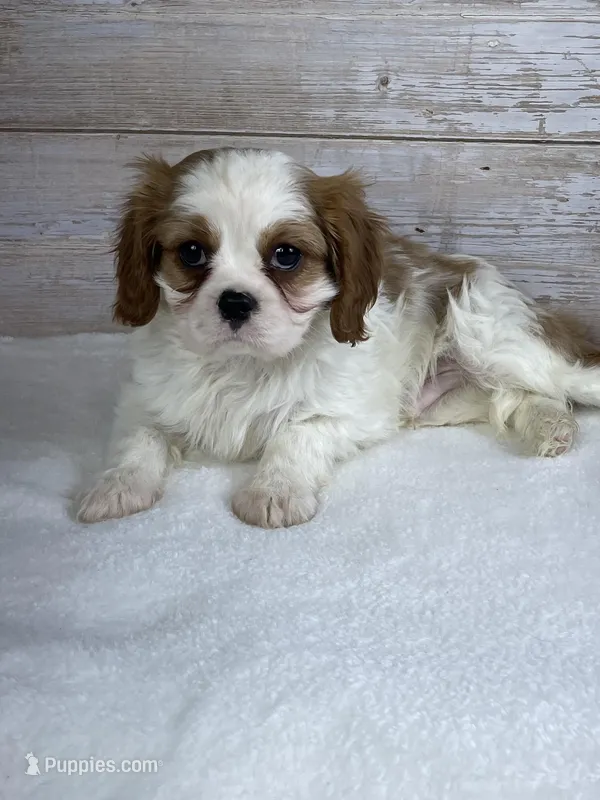 simon – Cavalier King Charles Spaniel puppy for sale in Millersburg, OH