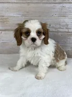 simon, a male Cavalier King Charles Spaniel for sale in Millersburg, OH – Photo 2 of 4