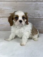 simon, a male Cavalier King Charles Spaniel for sale in Millersburg, OH – Photo 4 of 4