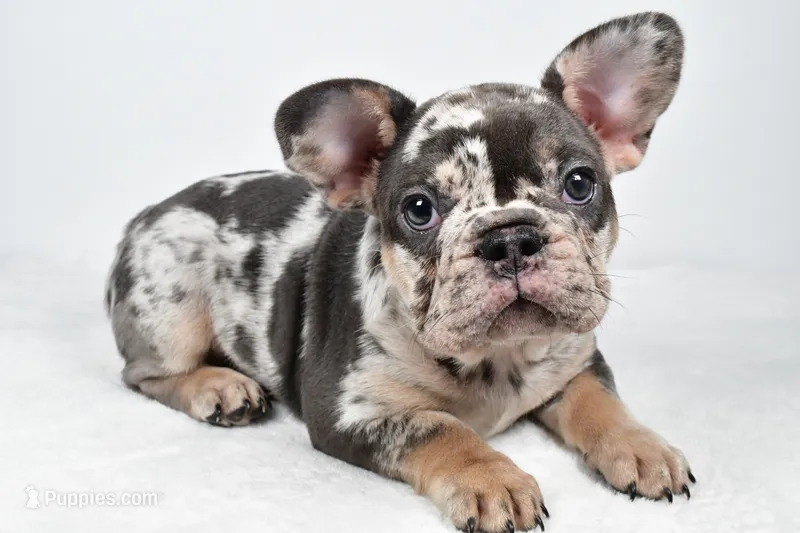 bella- genetic clear – French Bulldog puppy for sale in Millersburg, OH