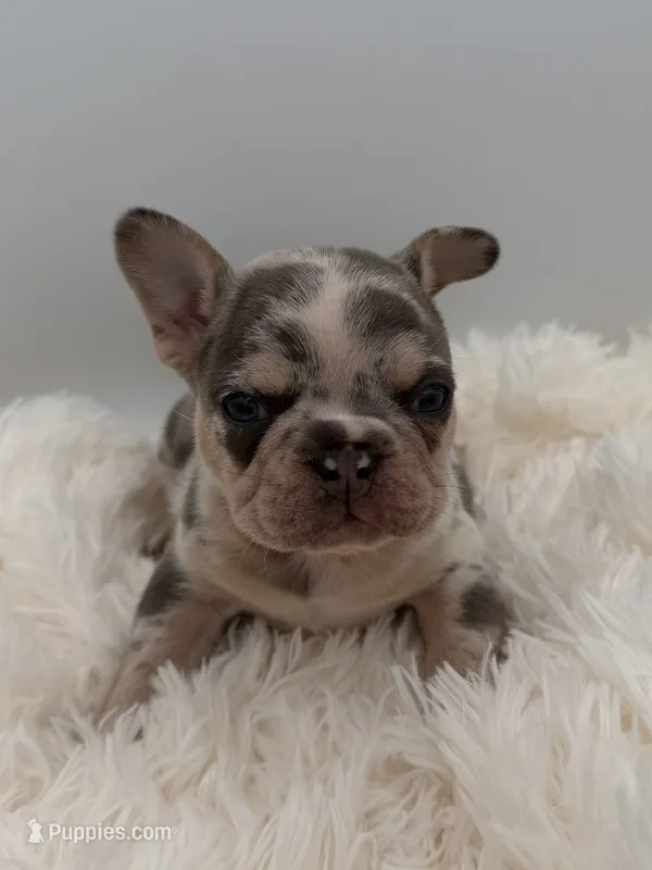 jim-genetic clear – French Bulldog puppy for sale in Millersburg, OH