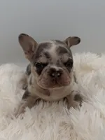 jim-genetic clear, a male French Bulldog for sale in Millersburg, OH – 1 of 3
