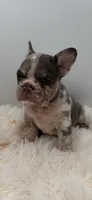 jax- genetic clear, a male French Bulldog for sale in Millersburg, OH – 5 of 6