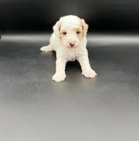 River, a female Miniature Goldendoodle for sale in Millersburg, OH – 3 of 3