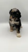 Cali, a female Miniature Bernedoodle for sale in Millersburg, OH – 2 of 4