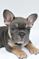simone, a male French Bulldog for sale in Millersburg, OH – 7 of 7