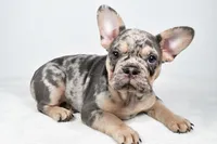 rosie- genetic clear, a female French Bulldog for sale in Millersburg, OH – 6 of 9