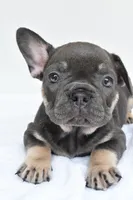 rocco, a male French Bulldog for sale in Millersburg, OH – 3 of 6