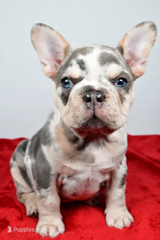 jim-genetic clear – French Bulldog puppy for sale in Millersburg, OH
