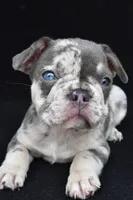 kya, a female French Bulldog for sale in Millersburg, OH – 4 of 8