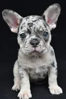 ziggy, a female French Bulldog for sale in Millersburg, OH – 2 of 8