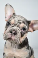 rosie- genetic clear, a female French Bulldog for sale in Millersburg, OH – 5 of 9