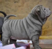 Disco, a male Chinese Shar-Pei for sale in Grayson, GA – Photo 4 of 5