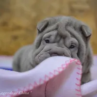 Disco, a male Chinese Shar-Pei for sale in Grayson, GA – Photo 2 of 5