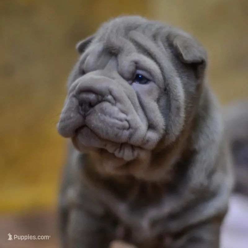Disco, a male Chinese Shar-Pei for sale in Grayson, GA – Photo 1 of 5