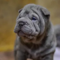 Disco, a male Chinese Shar-Pei for sale in Grayson, GA – Photo 1 of 5