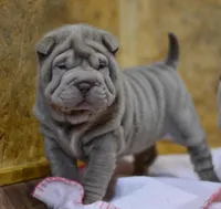Disco, a male Chinese Shar-Pei for sale in Grayson, GA – Photo 5 of 5