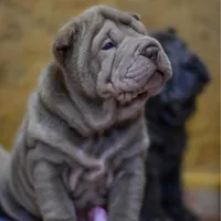 Disco, a male Chinese Shar-Pei for sale in Grayson, GA – Photo 3 of 5