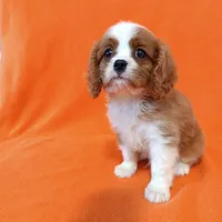 KIKI, a female Cavalier King Charles Spaniel for sale in Grayson, GA – Photo 5 of 5