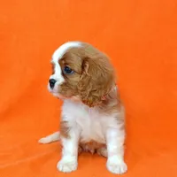KIKI, a female Cavalier King Charles Spaniel for sale in Grayson, GA – Photo 3 of 5