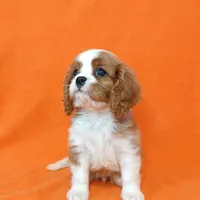 KIKI, a female Cavalier King Charles Spaniel for sale in Grayson, GA – Photo 1 of 5