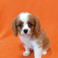 KIKI, a female Cavalier King Charles Spaniel for sale in Grayson, GA – Photo 4 of 5