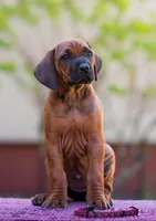 Ghost, a male Rhodesian Ridgeback for sale in Grayson, GA – Photo 2 of 4