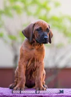 Ghost, a male Rhodesian Ridgeback for sale in Grayson, GA – Photo 1 of 4