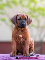 Ghost, a male Rhodesian Ridgeback for sale in Grayson, GA – Photo 3 of 4